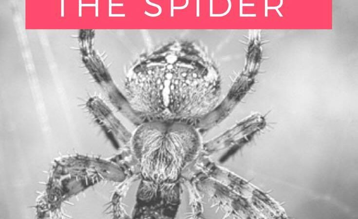 Excorcise the Spider…
